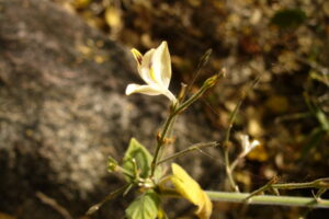 Classificação Ciêntifica Reino: Plantae Divisão: Magnoliophyta Classe: Magnoliopsida Ordem: Lamiales Família: Acanthaceae Subfamília: Acanthoideae Género: Carlowrightia