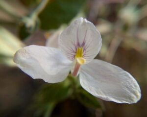  Carlowrightia, se enquadra como um gênero de família botânica da Acanthaceae. Essa consideração é baseada no Sistema APG II.