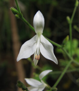 Livro: 1997 IUCN Red List of Threatened PlantsPublicação: 1998 Editora: IUCN - The World Conservation Union Idioma: Inglês Autor: World Conservation Monitoring Centre Livro: Carlowrightia (Acanthaceae) Publicação: 1983 Editora: New York Botanical Garden Idioma: Inglês Autor: Thomas F. Daniel Livro: Index to Specimens Filed in the New York Botanical Garden Vascular Plant Type Herbarium Publicação: 1985 Editora: Meckler Idioma: Inglês Autor: Patricia K. Holmgren