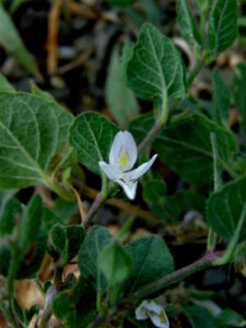 Livro: Carlowrightia (Acanthaceae)Publicação: 1983 Editora: New York Botanical Garden Idioma: Inglês Autor: Thomas F. Daniel Livro: 1997 IUCN Red List of Threatened Plants Publicação: 1998 Editora: IUCN - The World Conservation Union Idioma: Inglês Autor: World Conservation Monitoring Centre Livro: Flora Neotropica Publicação: 1983 Editora: Organization for Flora Neotropica Idioma: Inglês Colaboradores: New York Botanical Garden, Organization for Flora Neotropica