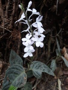 A planta Chamaeranthemum Beyrichii é uma espécie de planta do gênero Chamaeranthemum e da família Acanthaceae.A Chamaeranthemum beyrichii Nees é uma espécie endêmica da Mata Atlântica do leste do Brasil, com registros de ocorrências naturais, até o momento, nos estados do Espírito Santo, Minas Gerais e Rio de Janeiro. Por possuir folhas variegadas chamativas e se propaga vegetativamente de modo fácil, sendo esta espécie há muito cultivada como ornamental na Europa e no Brasil. É uma espécie terrícola e herbácea. A espécie é endêmica do Brasil e encontrada nos estados brasileiros de Espírito Santo, Minas Gerais, Rio de Janeiro e Santa Catarina. A espécie é encontrada no domínio fitogeográfico de Mata Atlântica, em regiões com vegetação de floresta ombrófila pluvial. 