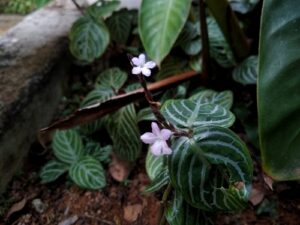 Chamaeranthemum, se enquadra como um gênero de família botânica da Acanthaceae. Essa consideração é baseada no Sistema APG II.