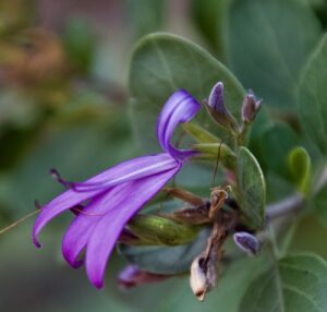 Chorisochora, se enquadra como um gênero de família botânica da Acanthaceae. 