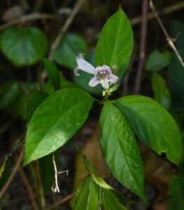  Chroesthes, se enquadra como um gênero de família botânica da Acanthaceae. Essa consideração é baseada no Sistema APG II.