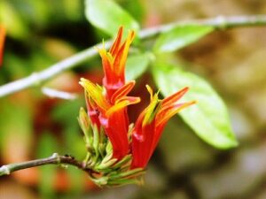  Clinacanthus, se enquadra como um gênero de família botânica da Acanthaceae, natural da China e Malásia. Essa consideração é baseada no Sistema APG II.