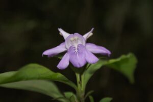  Clistax, se enquadra como um gênero de família botânica da Acanthaceae, natural do Brasil. Essa consideração é baseada no Sistema APG II.