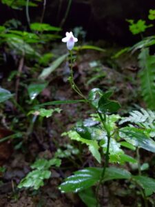 Codonacanthus, se enquadra como um gênero de família botânica da Acanthaceae, natural no nordeste da Índia, sul da China e Japão. Essa consideração é baseada no Sistema APG II. 