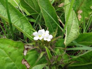 Livro: Basotho Medicinal Plants / Meriana ya dimela tsa Basotho - Second EditionPublicação: novembro de 2016 Editora: SunBonani Scholar Idiomas: Inglês, Sesoto Autor: Rodney Moffett Livro: Sesotho Plant and Animal Names and Plants used by the Basotho Publicação: outubro de 2010 Editora: Sun Media Bloemfontein. Idiomas: Inglês, Africâner, Sesoto Autor: Rodney Moffett Livro: CRC Ethnobotany Desk Reference Publicação: 23 de julho de 2019 Editora: CRC Press Idioma: Inglês Autor: Tim Johnson 