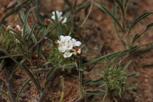 A planta Crabbea Angustifolia tem folhas inferiores estreitamente oblongas, com até 2/3 pol. de largura, brotos estéreis produzidos além das cabeças com folhas lineares de 3 por 1/8–1/4 pol., muitas vezes onduladas e subcrenuladas nas margens; caso contrário, como nulo.