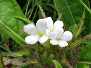 Crabbea, se enquadra como um gênero de família botânica da Acanthaceae. Essa consideração é baseada no Sistema APG II.