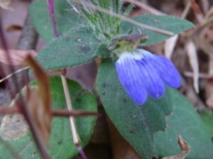 Livro: Herbal Resources of India and NepalPublicação: fevereiro de 2015 Editora: Scientific Publishers Idioma: Inglês Autor: S.K. Sood, R. Thakur Livro: CRC World Dictionary of Medicinal and Poisonous Plants Common Names, Scientific Names, Eponyms, Synonyms, and Etymology (5 Volume Set) Publicação: 19 de abril de 2016 Editora: CRC Press Idioma: Inglês Autor: Umberto Quattrocchi Livro: DISTRIBUTION OF TREES ACROSS THE WESTERN GHATS IN KARNATAKA Publicação: 29 de março de 2024 Editora: Notion Press Idioma: Inglês Autor: DIPAK SARMAH, IFS (Retd.)Tengnas 