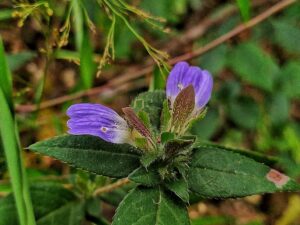 Cynarospermum, se enquadra como um gênero de família botânica da Acanthaceae. 