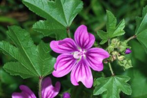 A Malva, conhecida cientificamente como Malva sylvestris, é uma planta que encanta não apenas pela sua beleza, mas também por suas notáveis propriedades medicinais. 