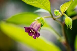 A Beladona, conhecida cientificamente como Atropa belladonna, é uma das plantas mais fascinantes e controversas na história da botânica e da medicina. 