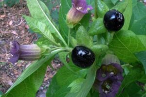 A Atropa belladonna é uma planta herbácea perene que pode crescer de 1 a 2 metros de altura. 