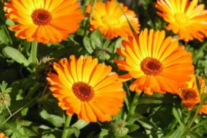 A Calêndula, popularmente conhecida por seu nome científico Calendula officinalis, é uma planta que encanta não só pela beleza de suas flores de tons que variam do amarelo ao alaranjado, mas também por seu vasto repertório de benefícios medicinais. 