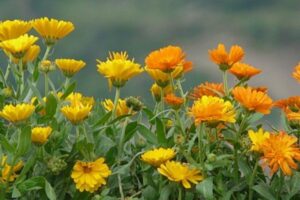 A Calêndula, Calendula officinalis, é uma planta herbácea anual ou perene, dependendo do clima em que é cultivada. 