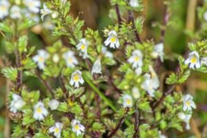 No universo das plantas medicinais, a nomenclatura popular frequentemente revela uma variedade de histórias e tradições. Um bom exemplo é a "Erva de Santa Luzia", nome que abraça duas distintas espécies botânicas: a Euphrasia officinalis e a Commelina erecta.