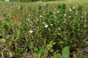 A Euphrasia officinalis é uma planta herbácea anual, caracterizando-se por seu porte pequeno, geralmente não ultrapassando 15 a 30 cm de altura.