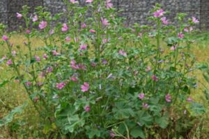 A Malva, Malva sylvestris, é uma planta herbácea perene que pode atingir até 1,2 metros de altura, caracterizando-se por seu caule ereto, peludo e ramificado. 