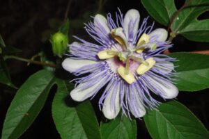 A Passiflora incarnata é uma trepadeira perene que pode alcançar de 6 até 10 metros de comprimento em condições ideais. 