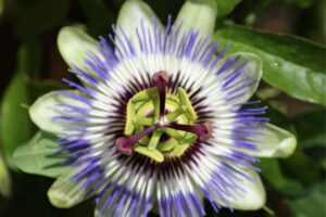 A Passiflora incarnata não produz frutos comestíveis, sendo produzida para uso pelas indústrias de fitoterápicos. 