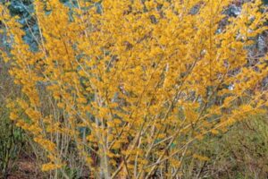 A Hamamélis (Hamamelis virginiana) é um arbusto caducifólio que pode atingir de 3 a 5 metros de altura. 