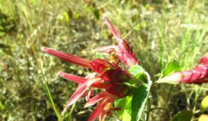 Danguya, se enquadra como um gênero de família botânica da Acanthaceae, natural de Madagascar. Essa consideração é baseada no Sistema APG II.