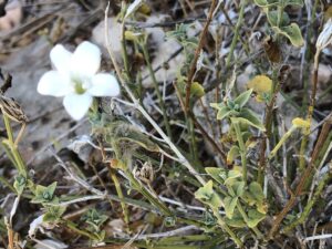 Dicladanthera, se enquadra como um gênero de família botânica da Acanthaceae, natural do oeste da Austrália. Essa consideração é baseada no Sistema APG II.