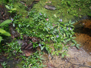 Reino: Plantae Divisão: Magnoliophyta Classe: Magnoliopsida Ordem: Lamiales Família: Acanthaceae Subfamília: Acanthoideae Género: Dischistocalyx 