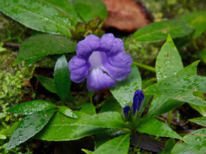  Dischistocalyx, se enquadra como um gênero de família botânica da Acanthaceae. Essa consideração é baseada no Sistema APG II.