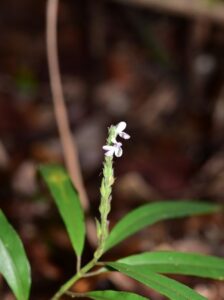 Dolichostachys, se enquadra como um gênero de família botânica da Acanthaceae. 