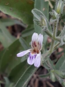 Duosperma, se enquadra como um gênero de família botânica da Acanthaceae, natural da África. Essa consideração é baseada no Sistema APG II.