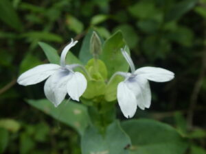 Ecbolium, se enquadra como um gênero de família botânica da Acanthaceae, natural da África, Madagascar, Socotorá e Índia. Essa consideração é baseada no Sistema APG II.