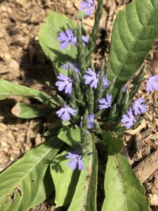 Elytraria, se enquadra como um gênero de família botânica da Acanthaceae, as plantas deste gênero estão distribuidas por todas as regiões quentes e tropicais do mundo. Essa consideração é baseada no Sistema APG II. 