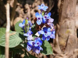 Eranthemum, se enquadra como um gênero de família botânica da Acanthaceae, natural da Ásia. Essa consideração é baseada no Sistema APG II.