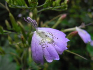  Eremomastax, se enquadra como um gênero de família botânica da Acanthaceae. Essa consideração é baseada no Sistema APG II.