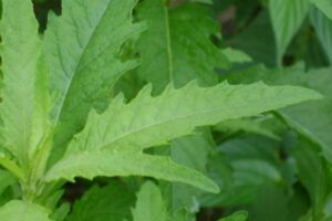 A Erva de Santa Maria, cientificamente conhecida como Chenopodium ambrosioides, ou Dysphania ambrosioides, é uma planta com uma rica história de uso medicinal em diversas culturas ao redor do mundo. 