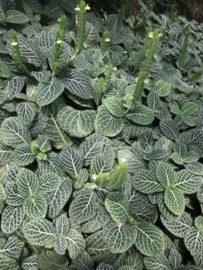 Fittonia, se enquadra como um gênero de família botânica da Acanthaceae. Essa consideração é baseada no Sistema APG II.