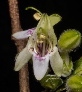 Forcipella, se enquadra como um gênero de família botânica da Acanthaceae. Essa consideração é baseada no Sistema APG II.