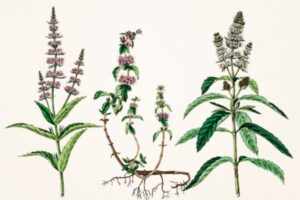 O Poejo (Mentha pulegium) é uma planta herbácea perene que pode atingir de 30 a 60 cm de altura. 