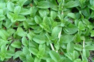 O Poejo, conhecido cientificamente como Mentha pulegium, é uma planta herbácea perene pertencente à família das Lamiaceae. 