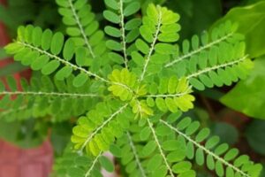 A Quebra Pedra, conhecida cientificamente como Phyllanthus niruri, é uma planta herbácea amplamente utilizada na medicina tradicional. 