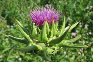 O Cardo Mariano (Silybum marianum), também conhecido como Cardo de leite, é uma planta medicinal amplamente reconhecida por suas propriedades benéficas para a saúde, especialmente no tratamento de problemas hepáticos.