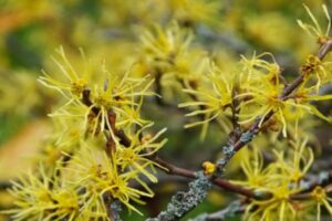 A Hamamélis virginiana, conhecida popularmente como Hamamélis, é uma planta medicinal amplamente utilizada por suas propriedades terapêuticas. 