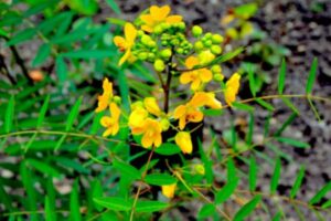 A Senna alexandrina ou Cassia Angustifolia, popularmente conhecida como Sene ou Sena, é uma planta medicinal amplamente utilizada devido às suas propriedades laxantes. 