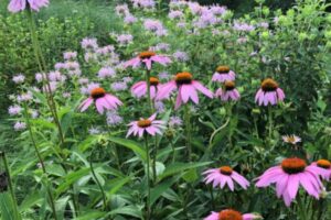 A Echinacea purpurea, conhecida popularmente como Equinácea, é uma planta medicinal que tem ganhado destaque no campo da fitoterapia devido às suas propriedades imunomoduladoras e anti-inflamatórias. 