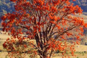 A Erythrina mulungu, popularmente conhecida como Mulungu, é uma planta medicinal nativa da América do Sul, especialmente encontrada no Brasil. 