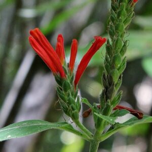  Geissomeria, se enquadra como um gênero de família botânica da Acanthaceae, natural do México, América Central e região tropical da América do Sul. Essa consideração é baseada no Sistema APG II. 