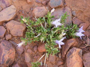  Glossochilus, se enquadra como um gênero de família botânica da Acanthaceae. Essa consideração é baseada no Sistema APG II.